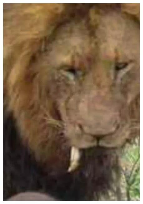 学狮子吼 表情包,表情包中的王者风范